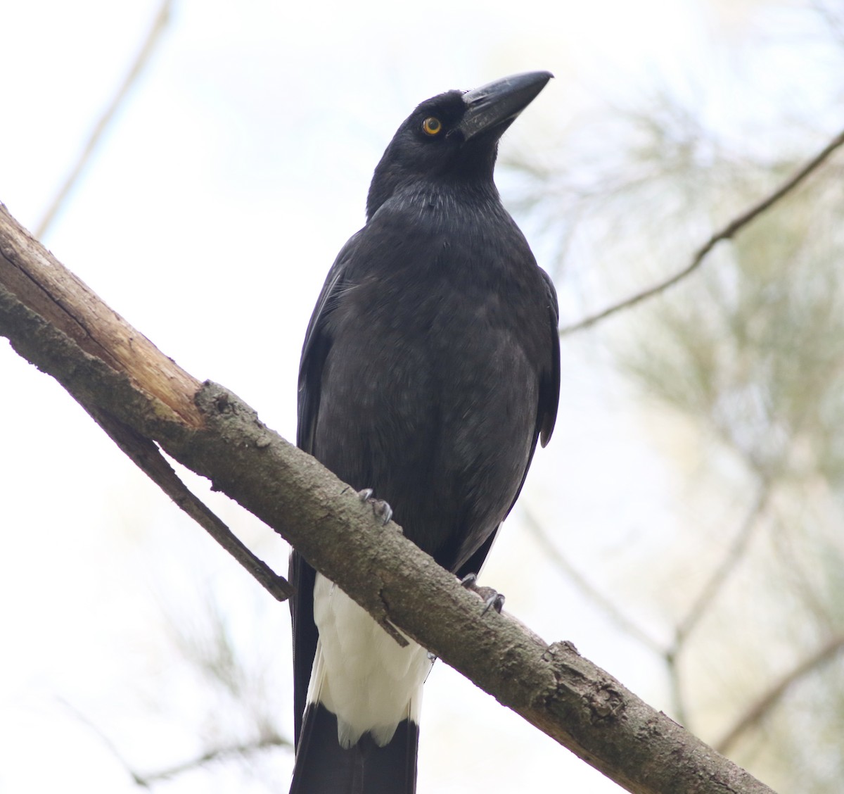 Pied Currawong - ML642055727