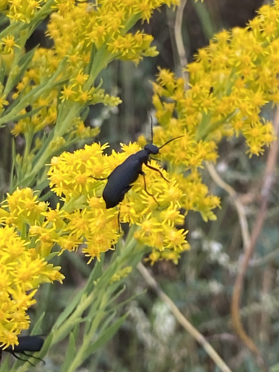 Insects - ML642055757