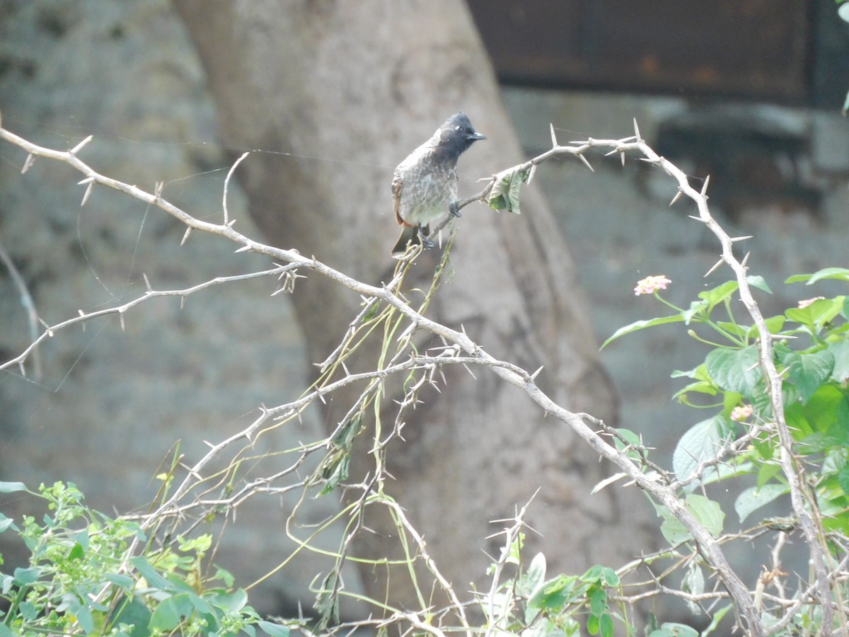 Red-vented Bulbul - ML642055762