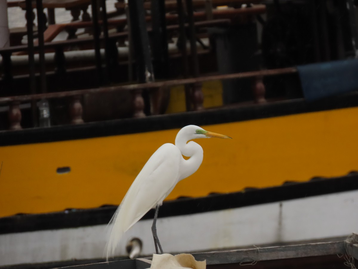 Great Egret - ML642055763