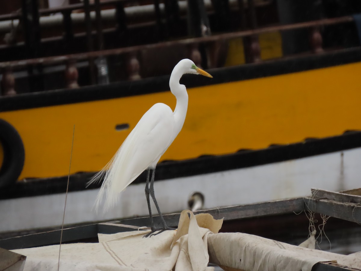 Great Egret - ML642055769