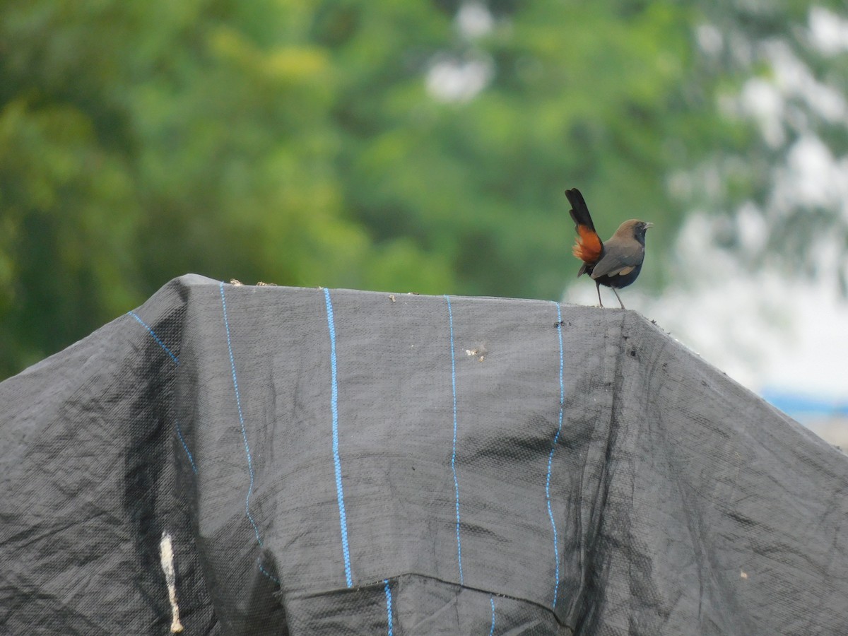 Indian Robin - ML642055771