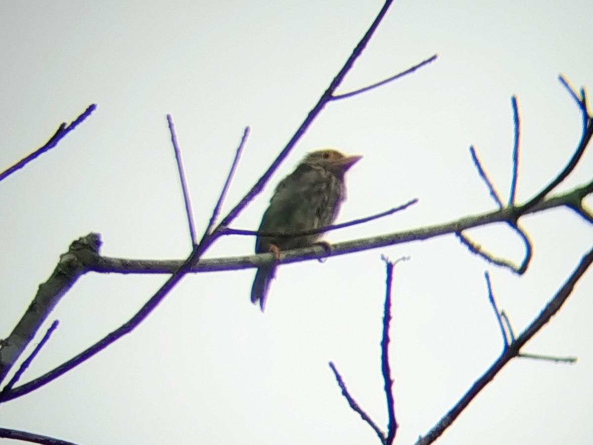 Streifenbartvogel - ML642055776