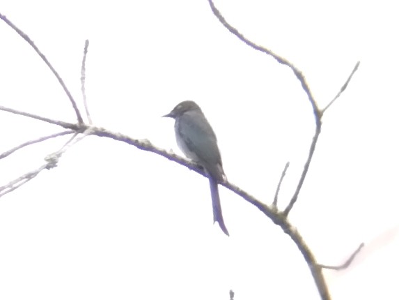 Graudrongo - ML642055785