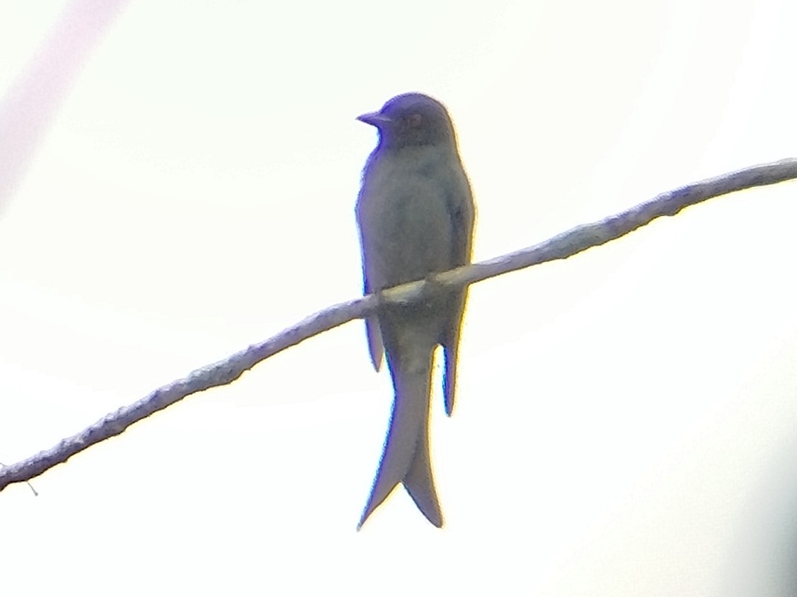 Graudrongo - ML642055786