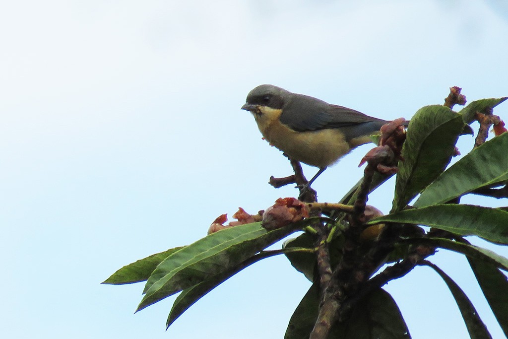 Fawn-breasted Tanager - ML642055796