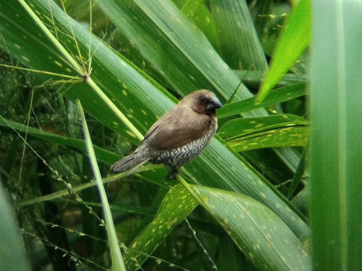 Muskatbronzemännchen - ML642055808