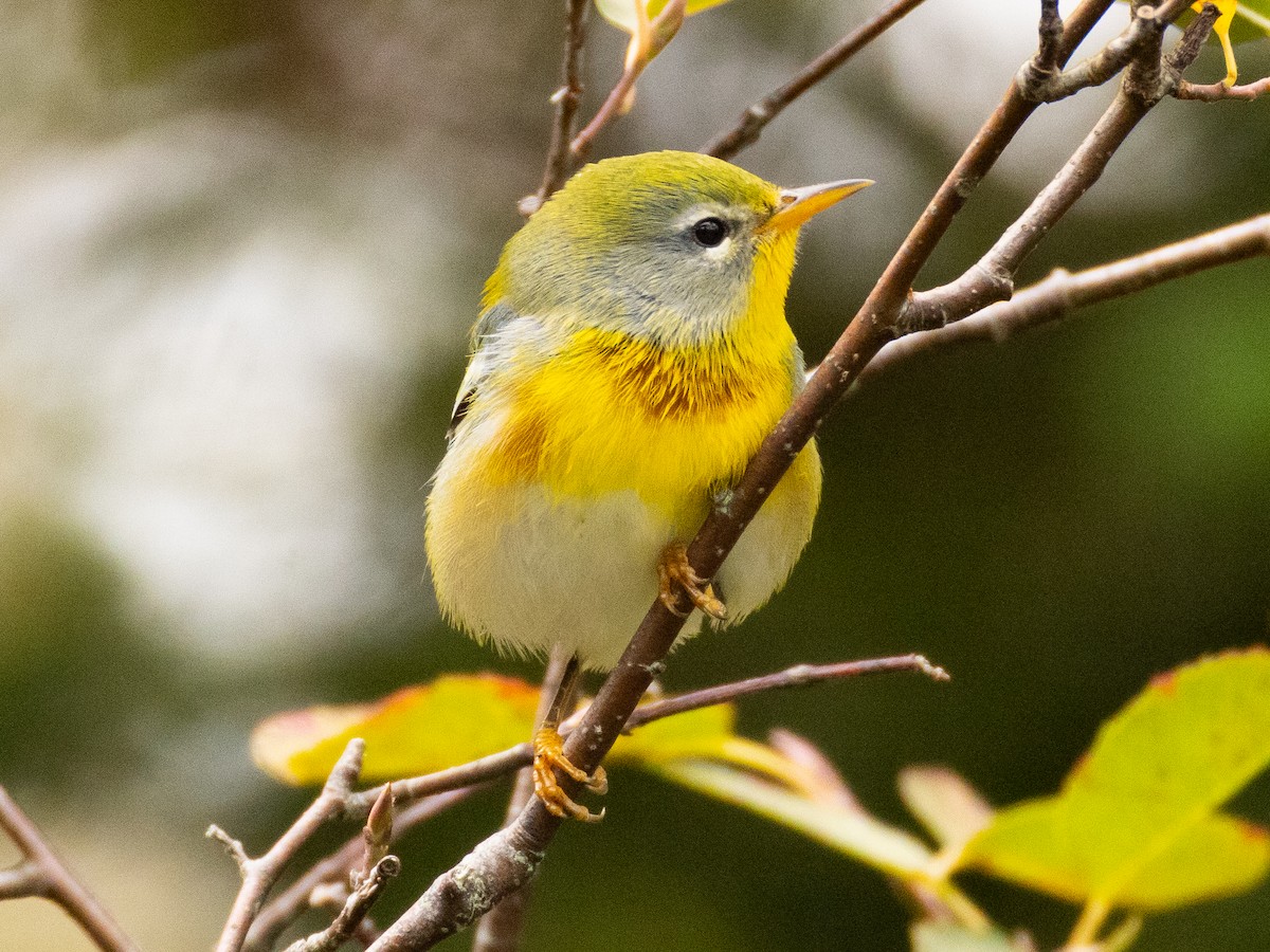 Kuzeyli Parula - ML642055818