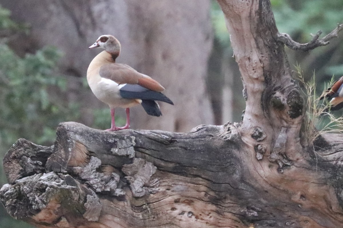Egyptian Goose - ML642055834