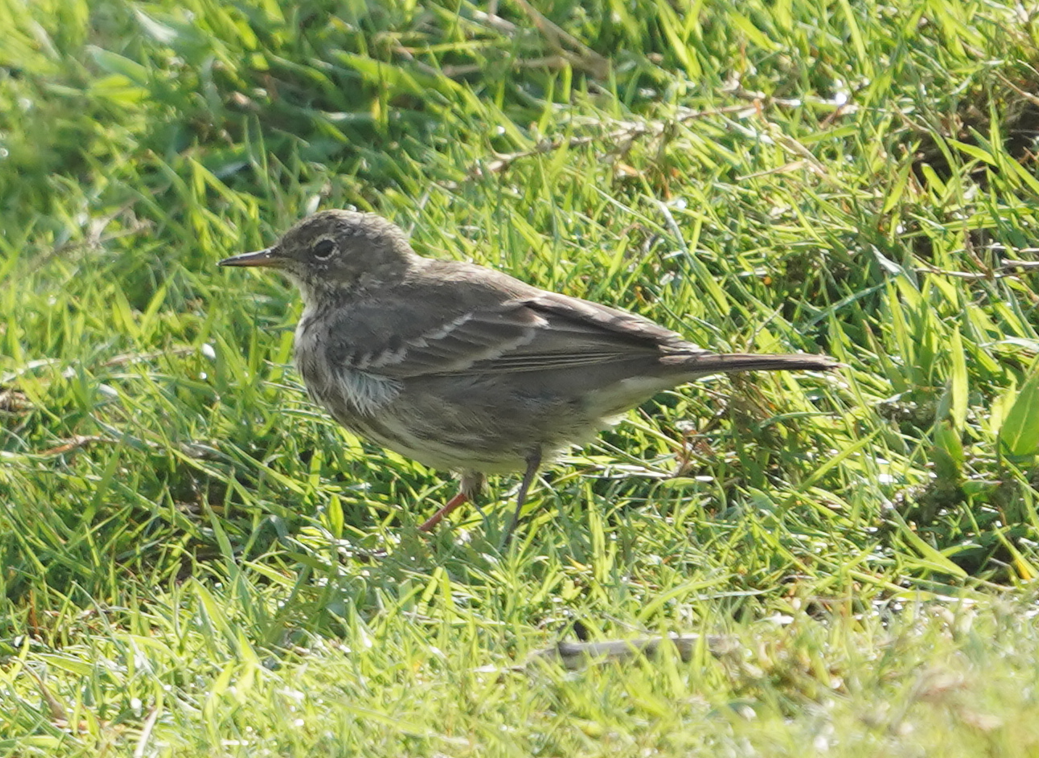 Rock Pipit - ML642055846