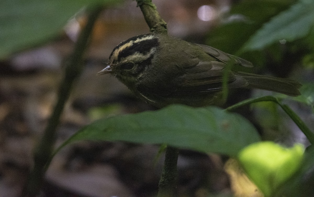 Costa Rican Warbler - ML642055860