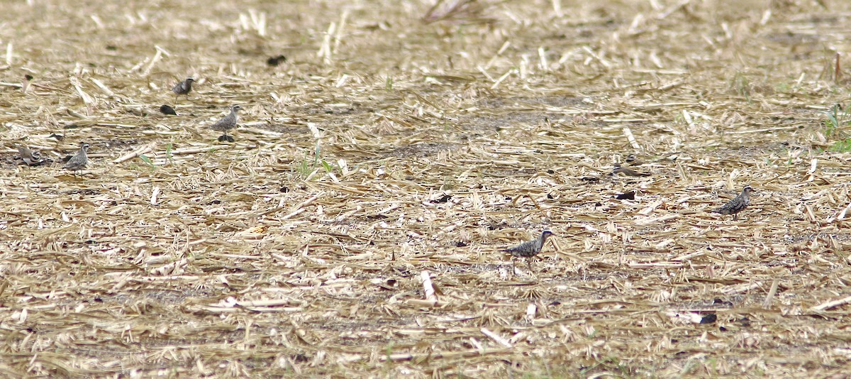 American Golden-Plover - ML642055862