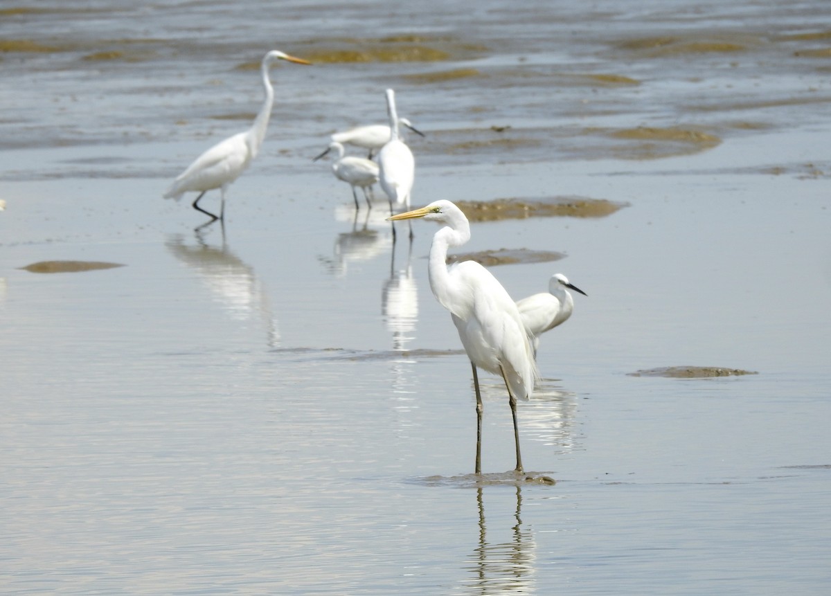 Great Egret - ML642055866