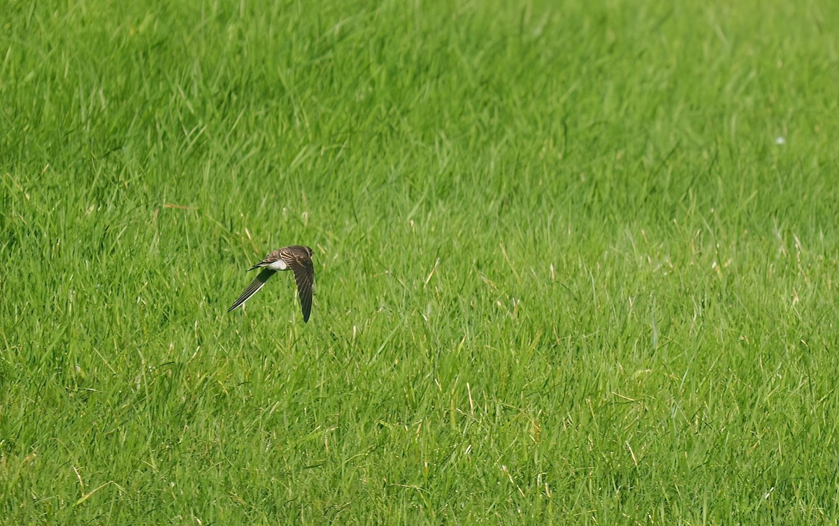 Bank Swallow - ML642055873