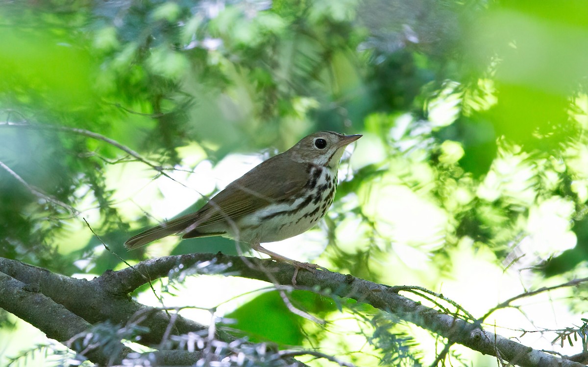 Ovenbird - ML642055874