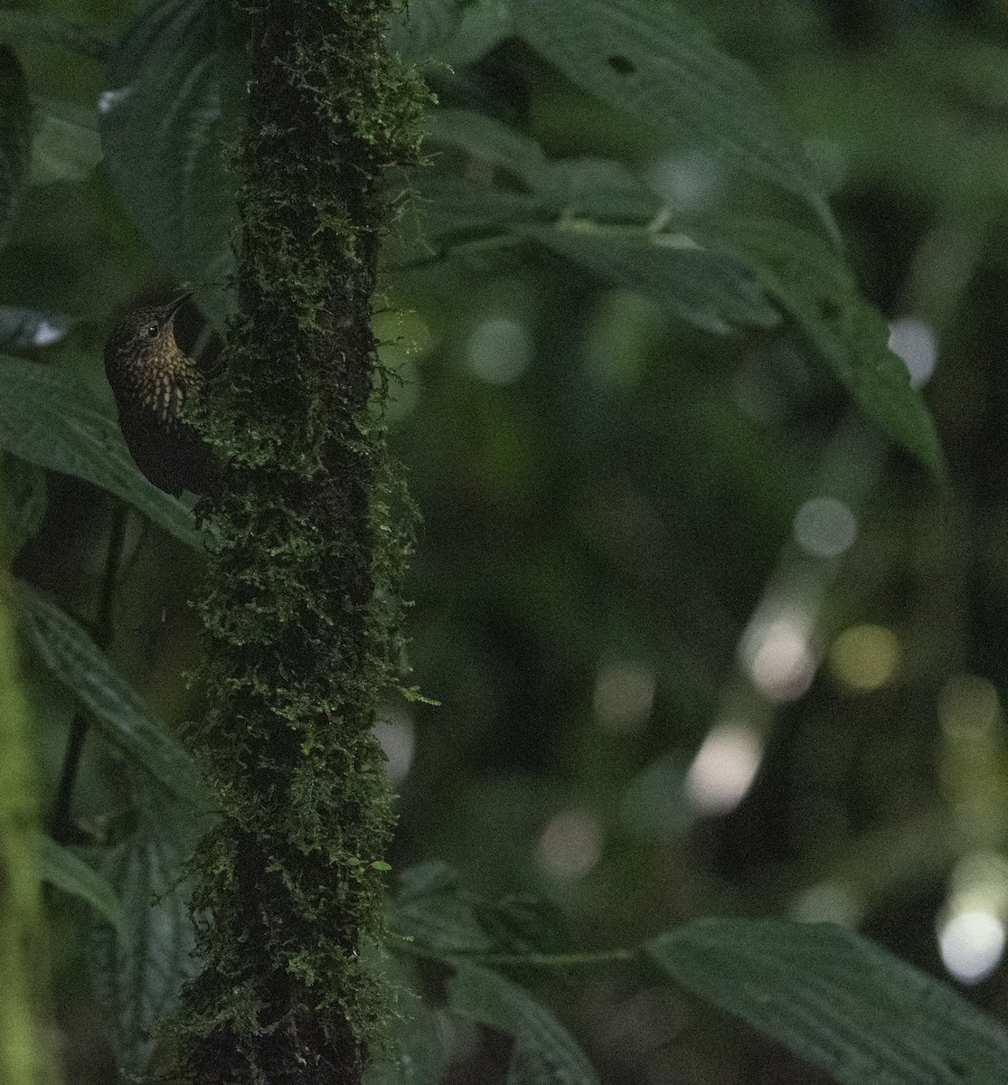 Spotted Barbtail - ML642055882
