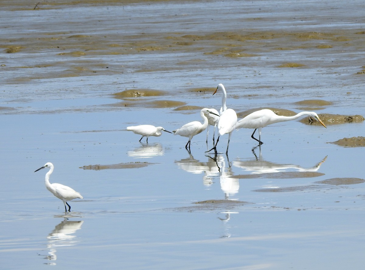 Little Egret - ML642055883