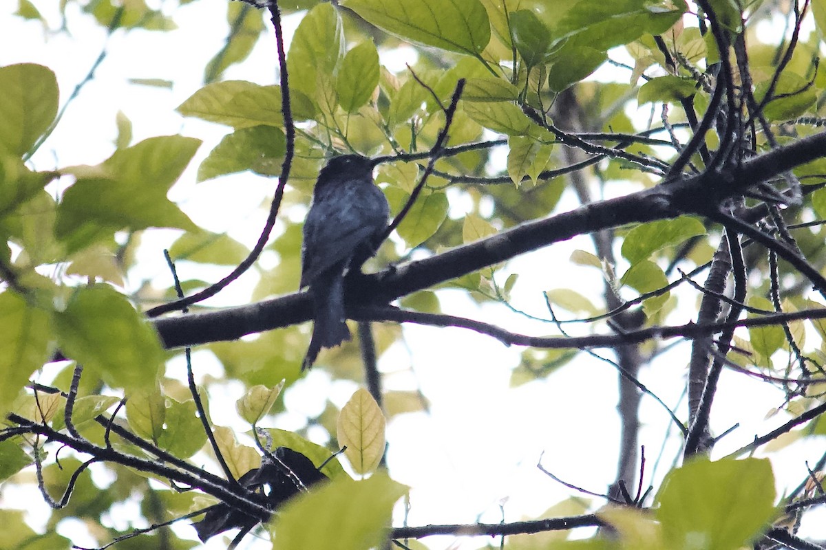 Square-tailed Drongo-Cuckoo - ML642055884