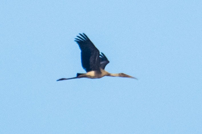 Painted Stork - ML642055886