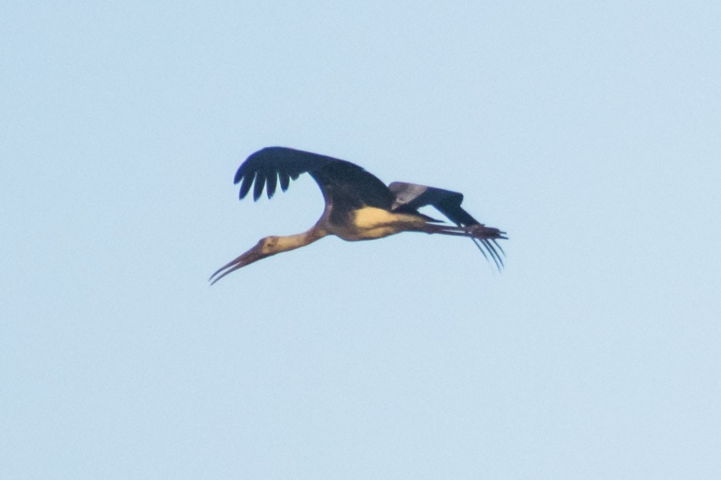 Painted Stork - ML642055887