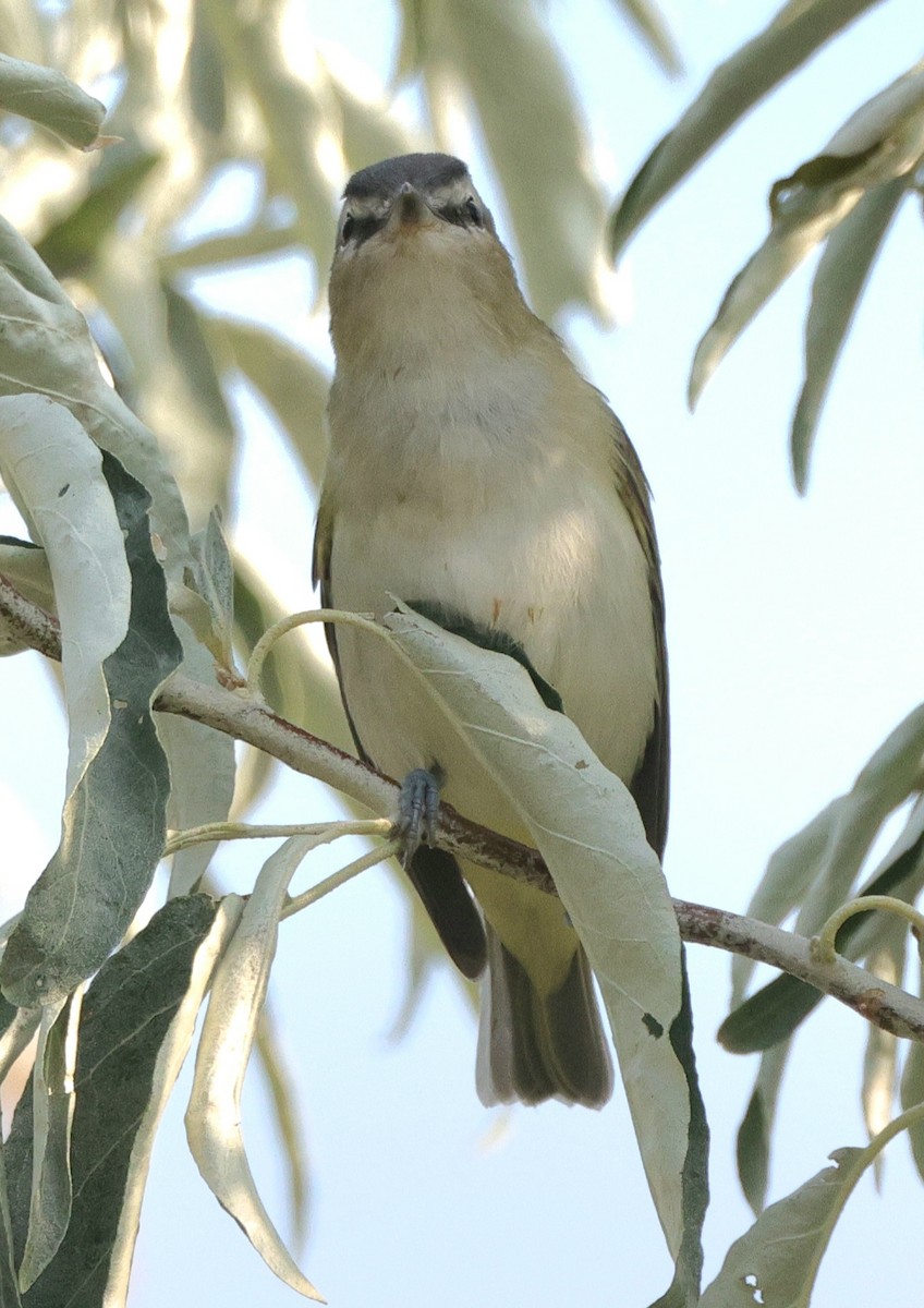 Red-eyed Vireo - ML642055888