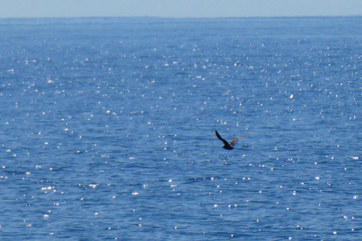 Parasitic Jaeger - ML642055892