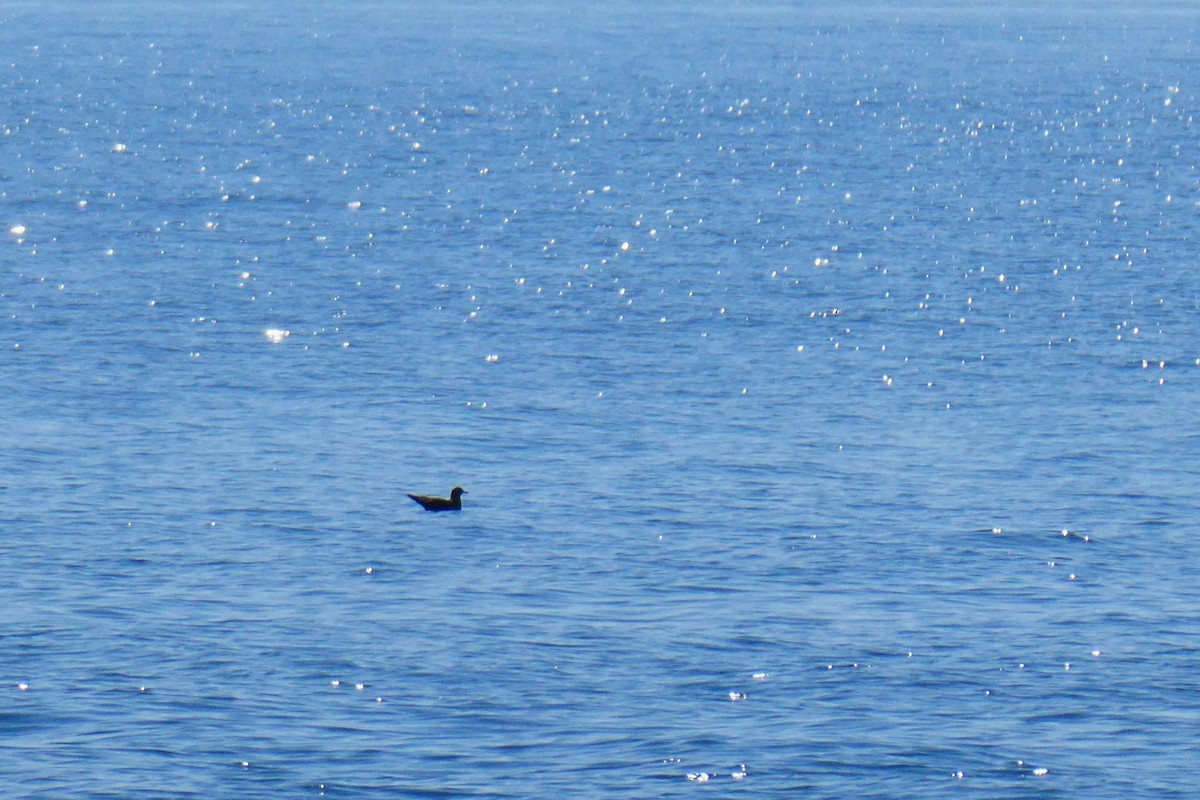 Parasitic Jaeger - ML642055893