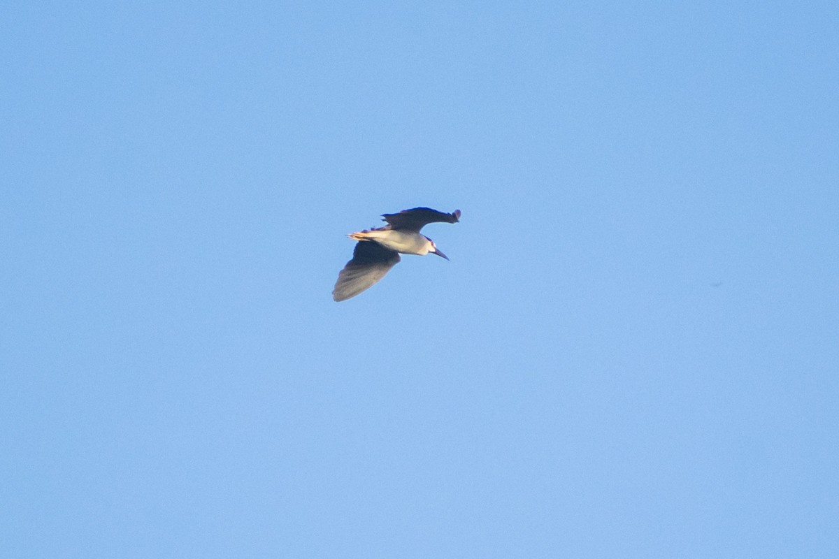 Black-crowned Night Heron - ML642055895