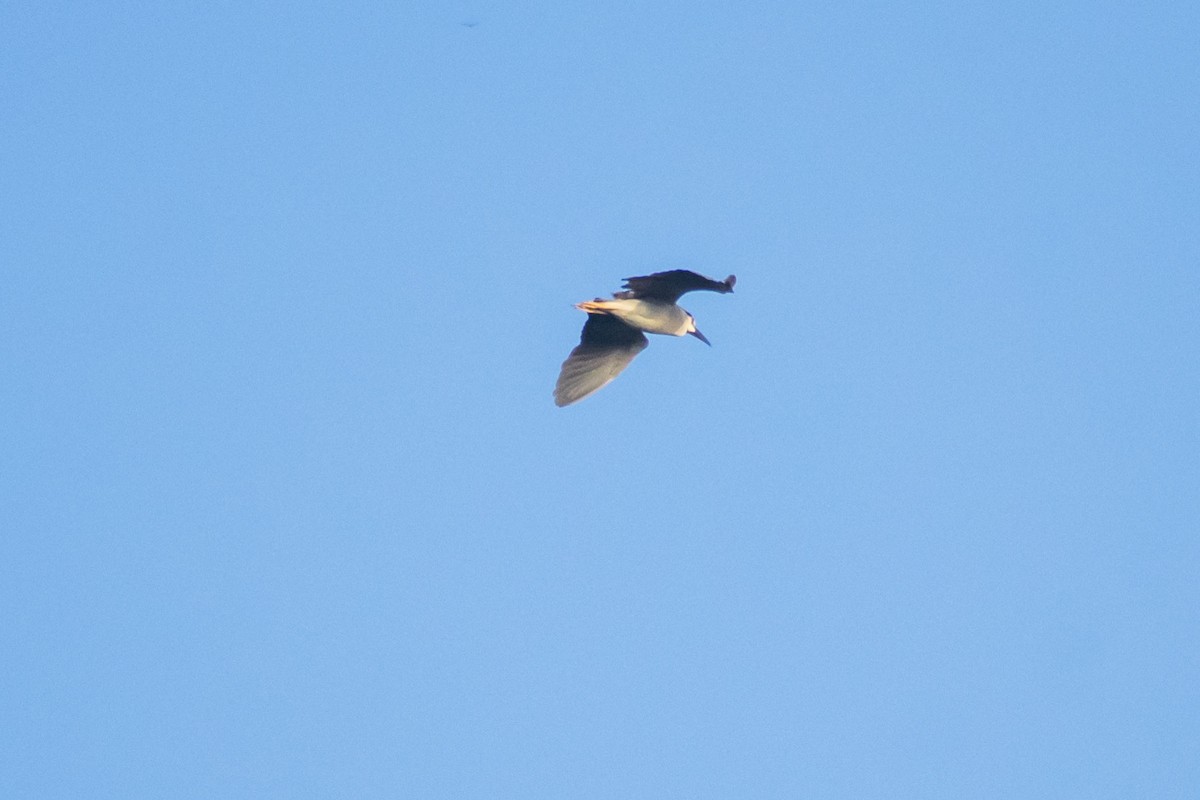 Black-crowned Night Heron - ML642055896