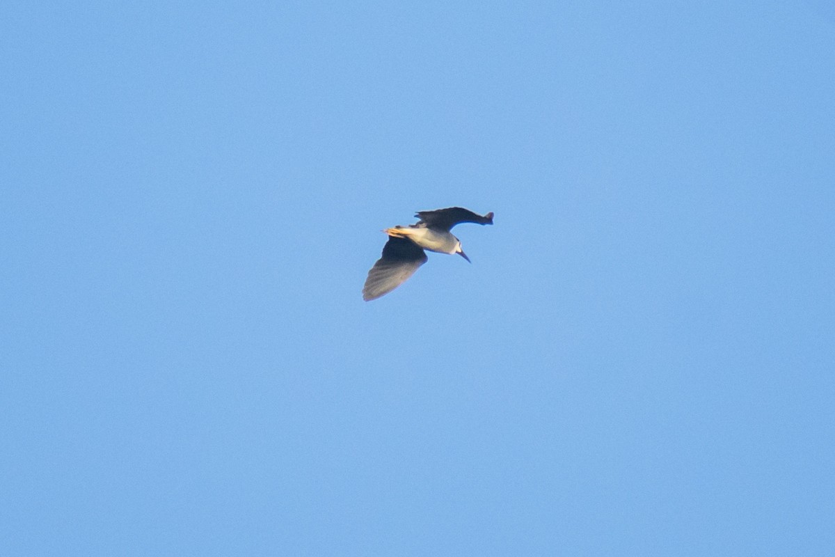 Black-crowned Night Heron - ML642055897