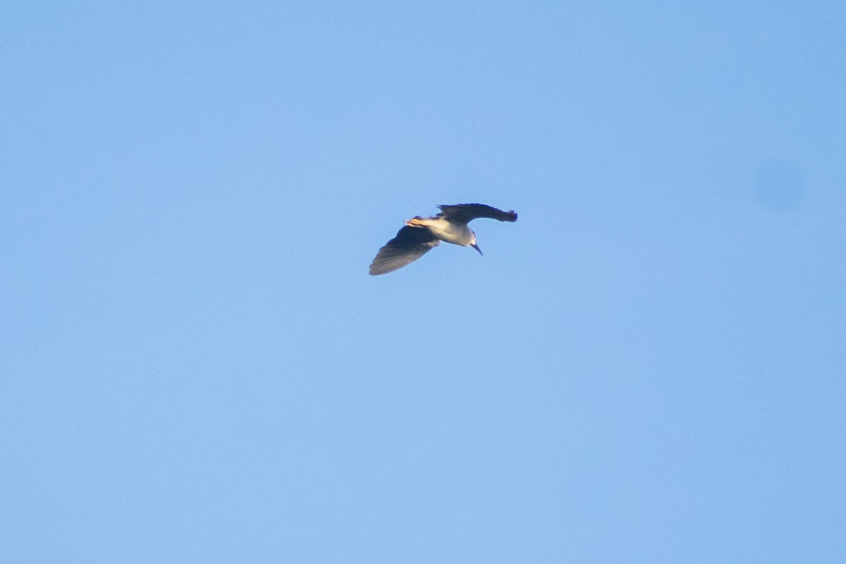 Black-crowned Night Heron - ML642055898