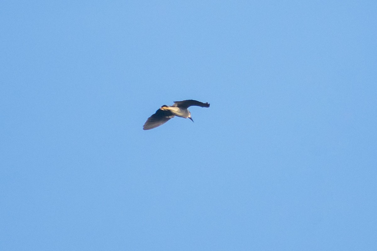 Black-crowned Night Heron - ML642055899