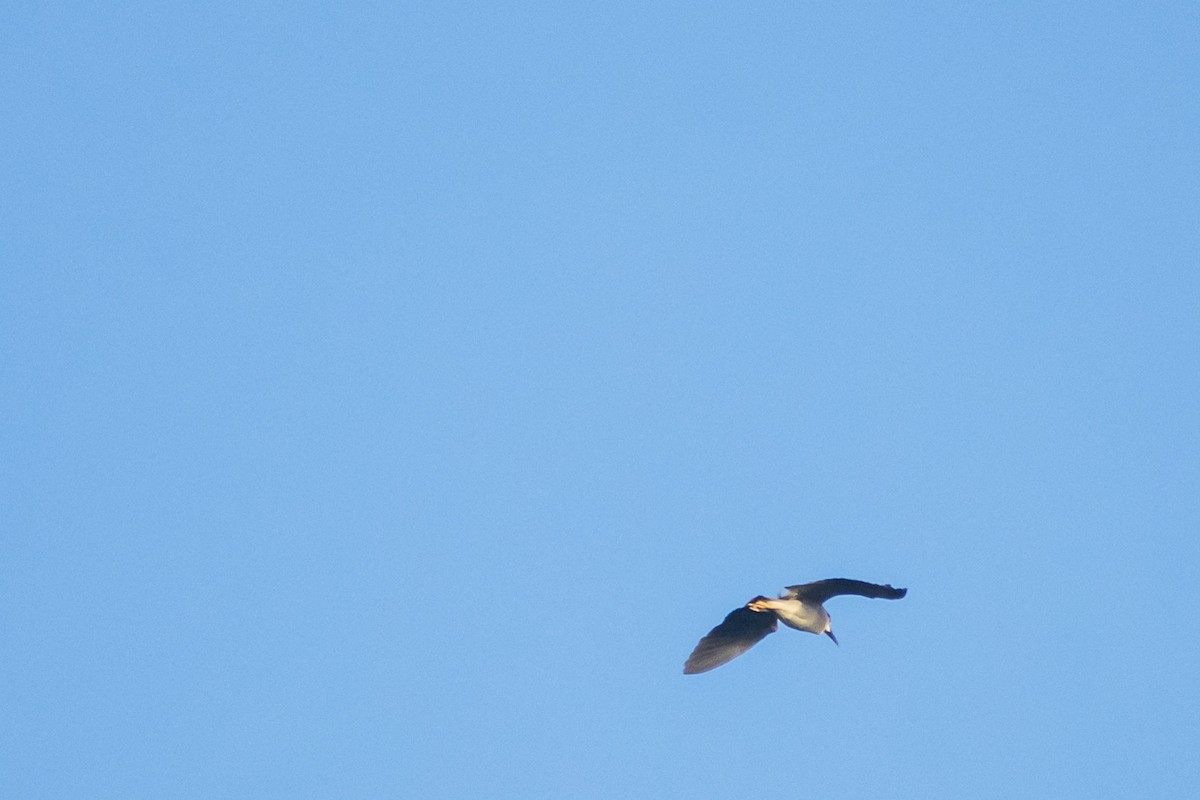 Black-crowned Night Heron - ML642055900
