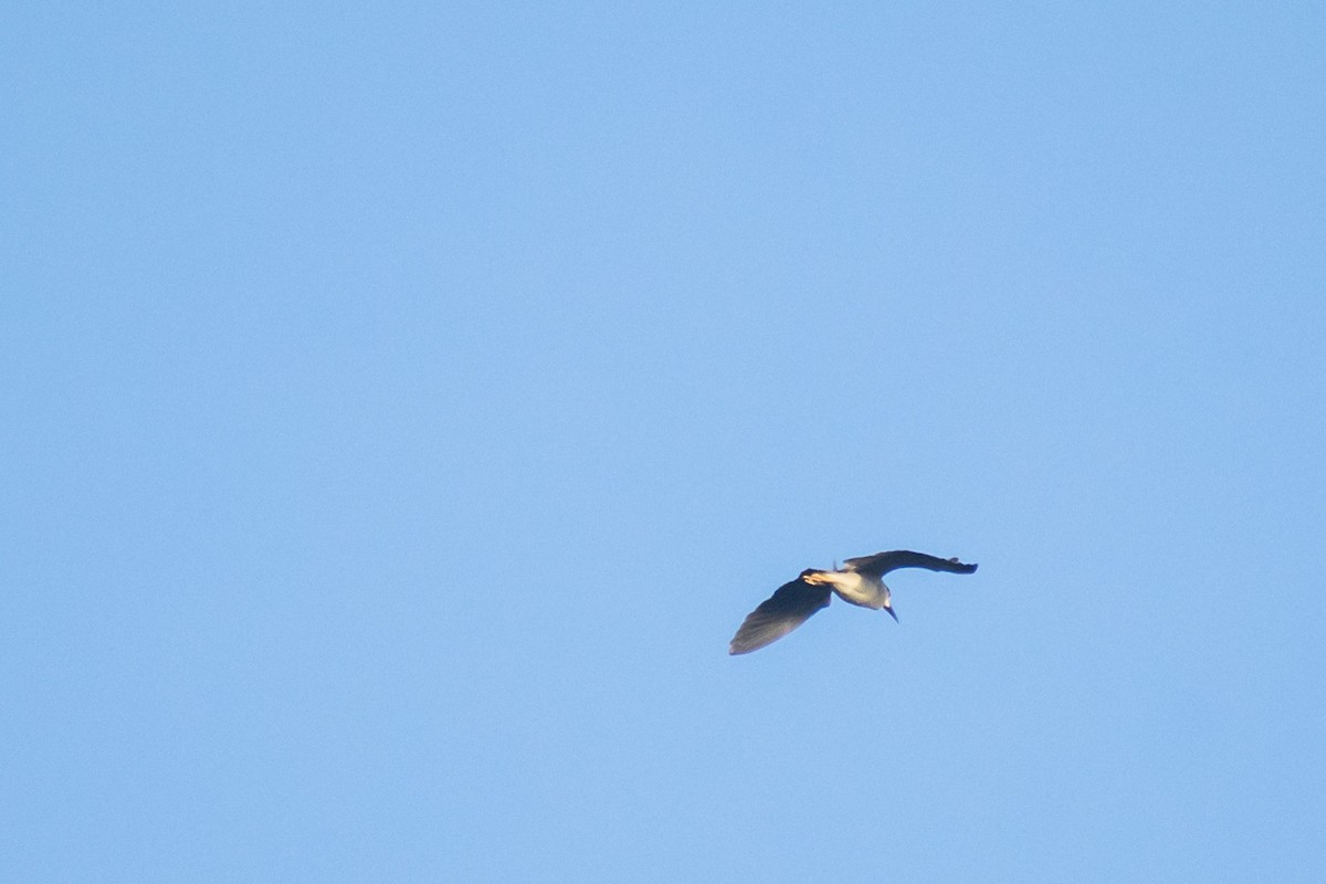 Black-crowned Night Heron - ML642055901