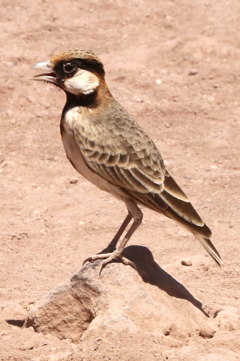 Fischer's Sparrow-Lark - ML642055903