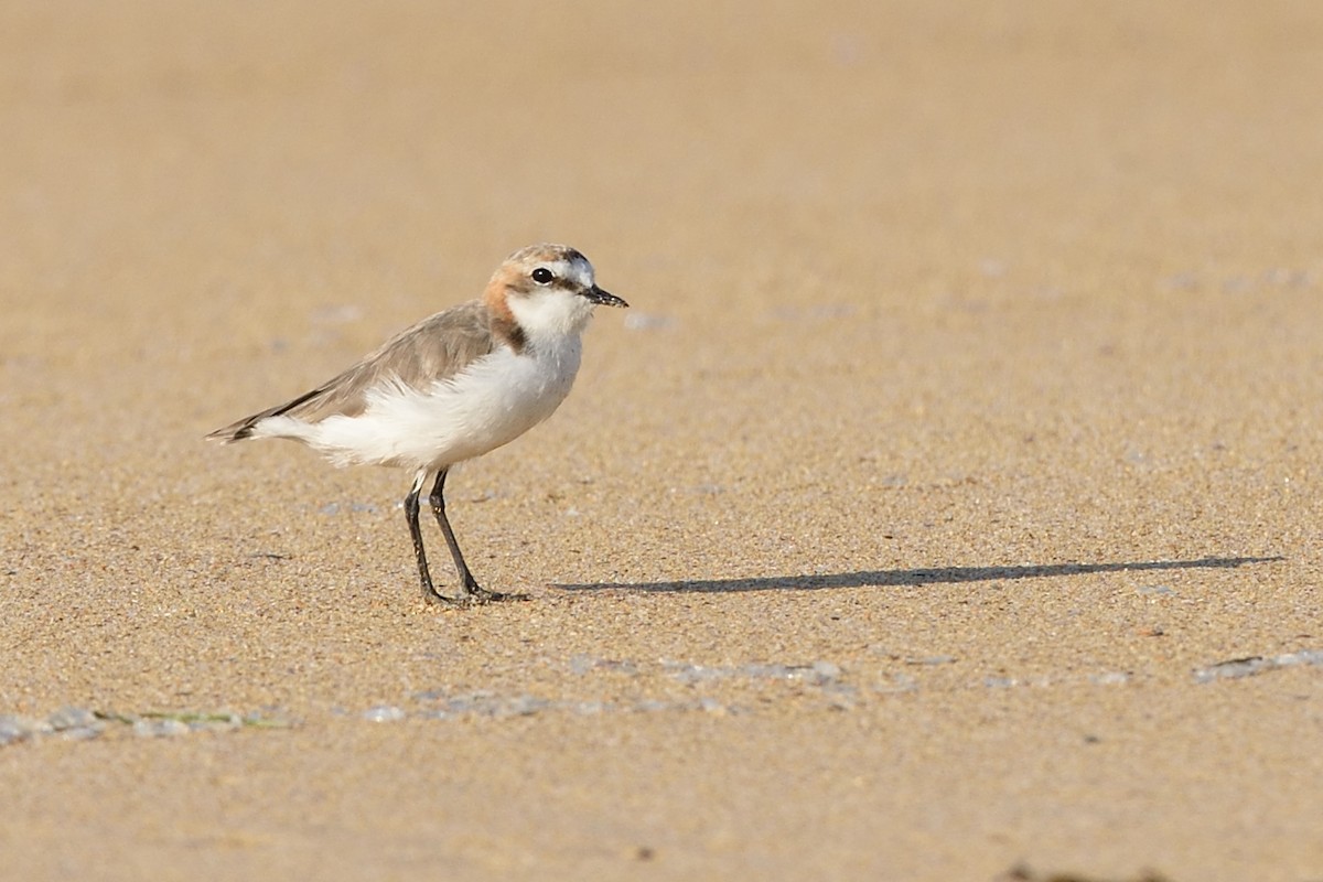 Red-capped Plover - ML642055905