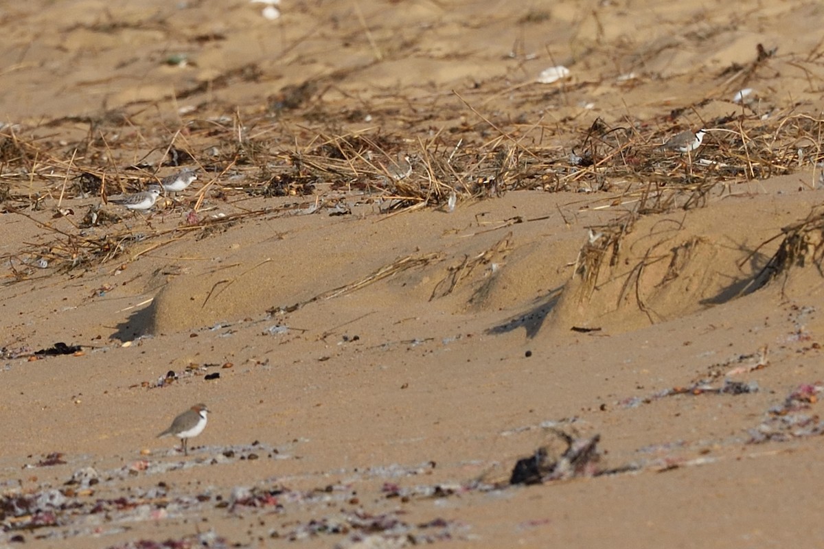 Red-capped Plover - ML642055906