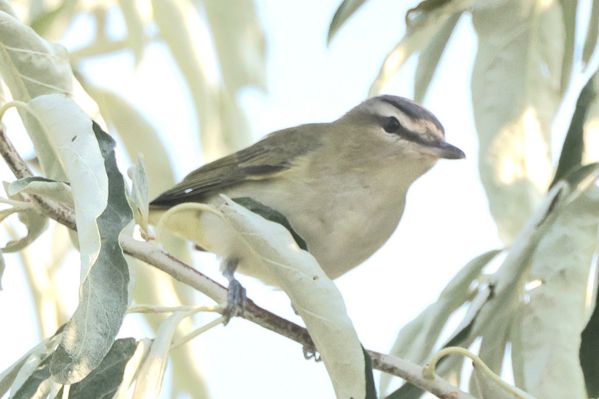 Red-eyed Vireo - ML642055907