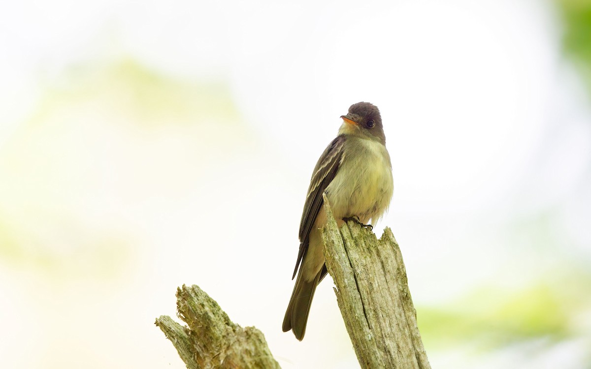 Eastern Wood-Pewee - ML642055908