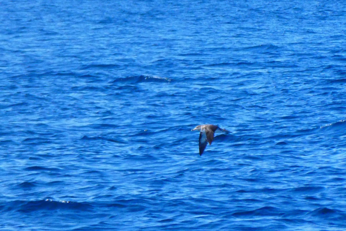 Cory's Shearwater - ML642055909