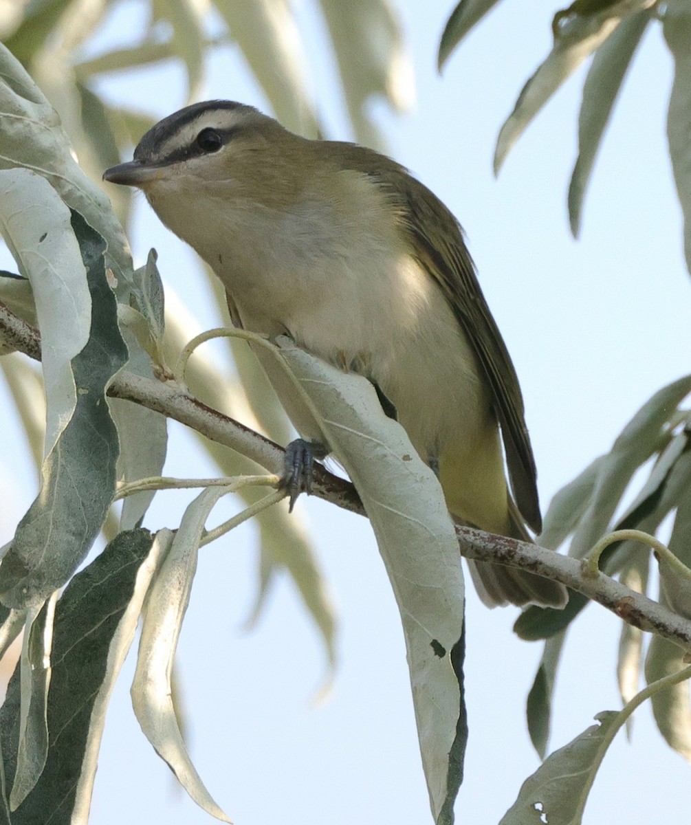 Red-eyed Vireo - ML642055911