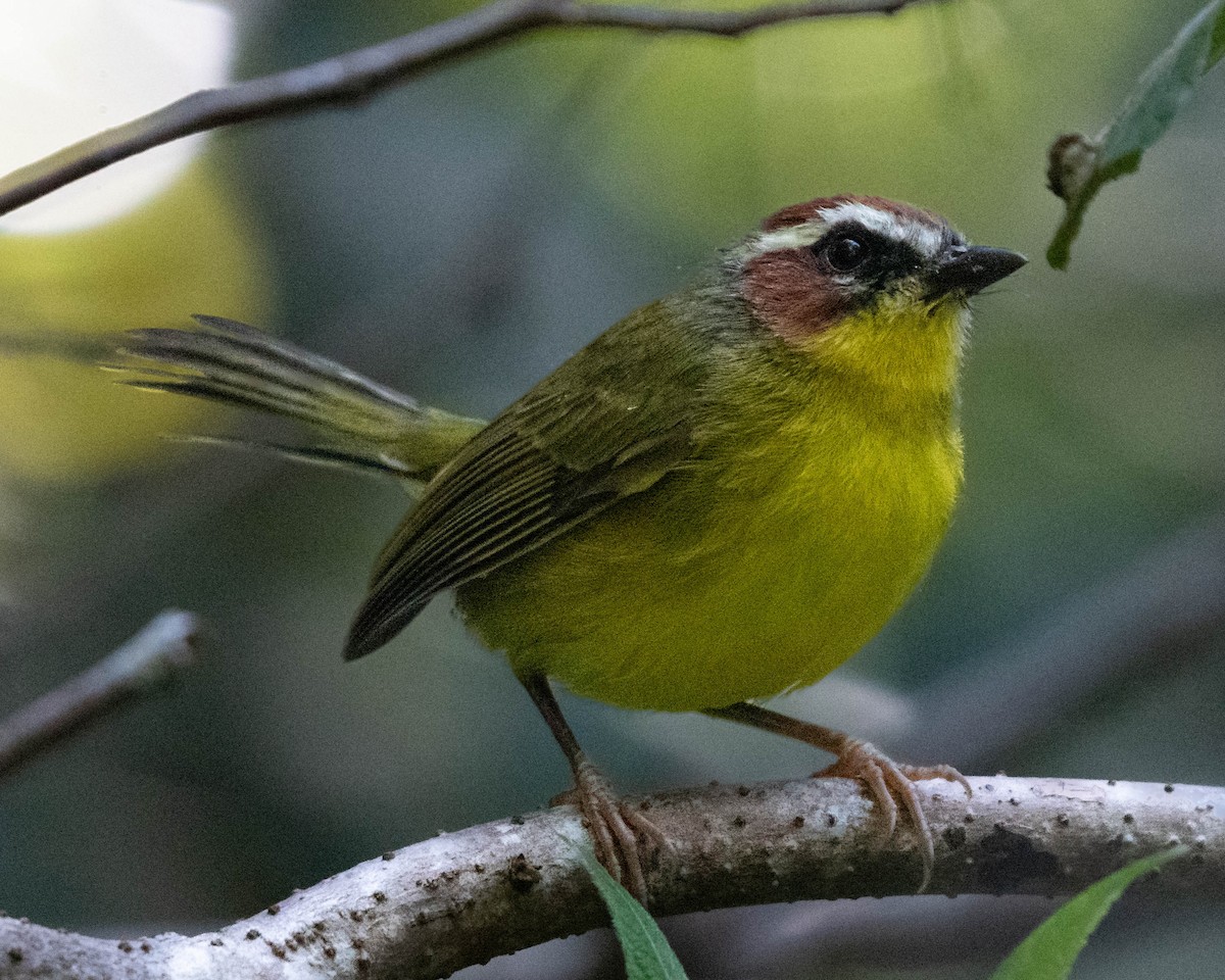 Chestnut-capped Warbler - ML642055912