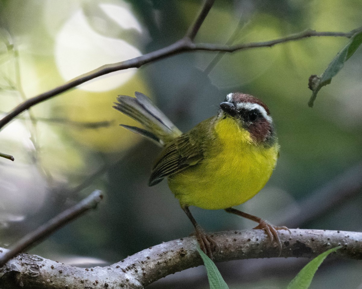 Chestnut-capped Warbler - ML642055913