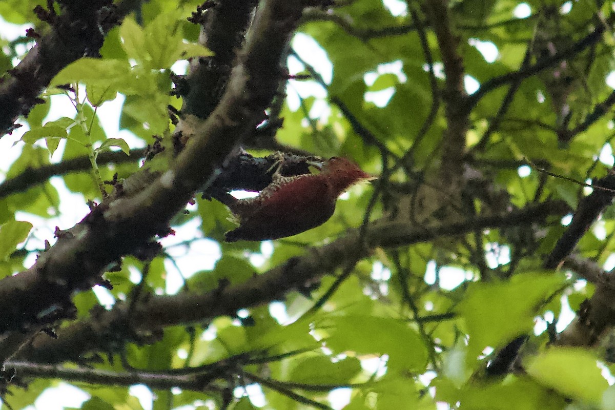 Banded Woodpecker - ML642055919