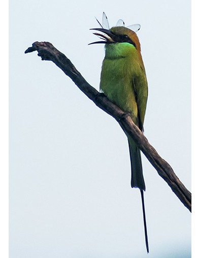 Abejaruco Esmeralda Oriental - ML642055923