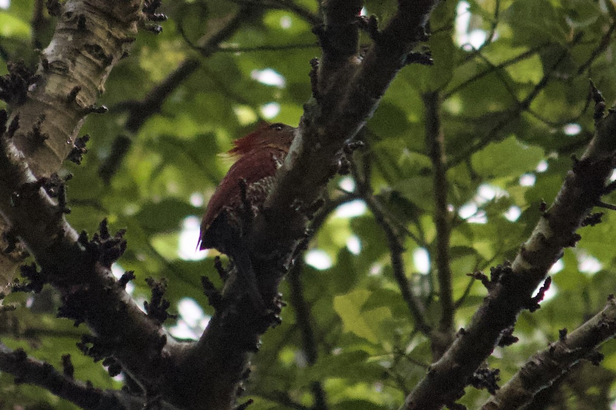 Banded Woodpecker - ML642055929