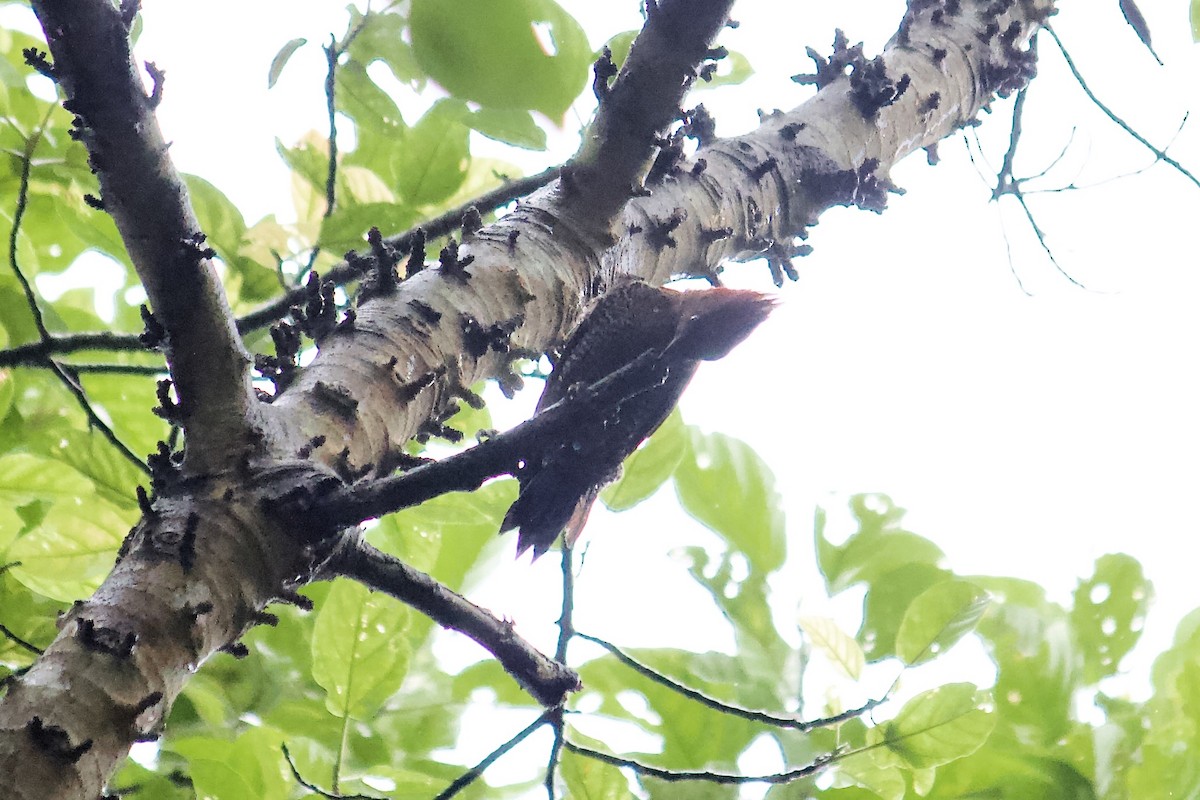 Banded Woodpecker - ML642055930
