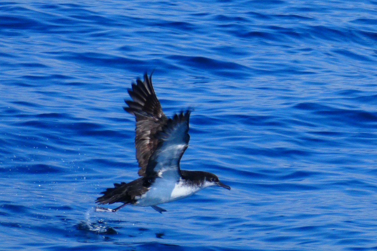 Manx Shearwater - ML642055931