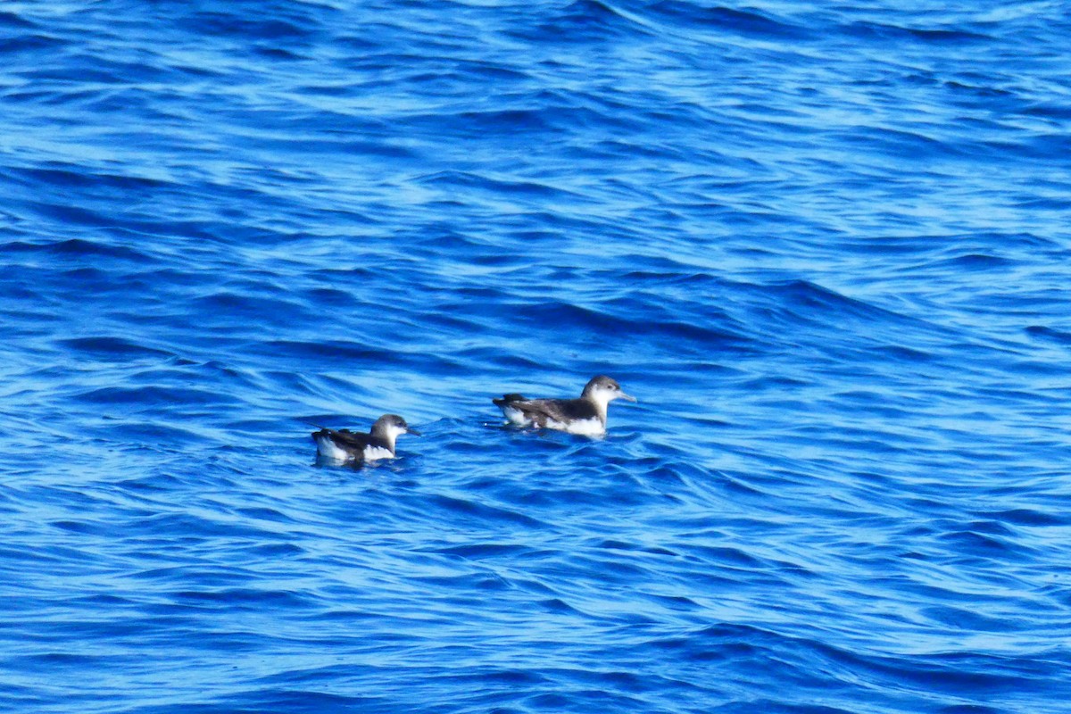 Manx Shearwater - ML642055932
