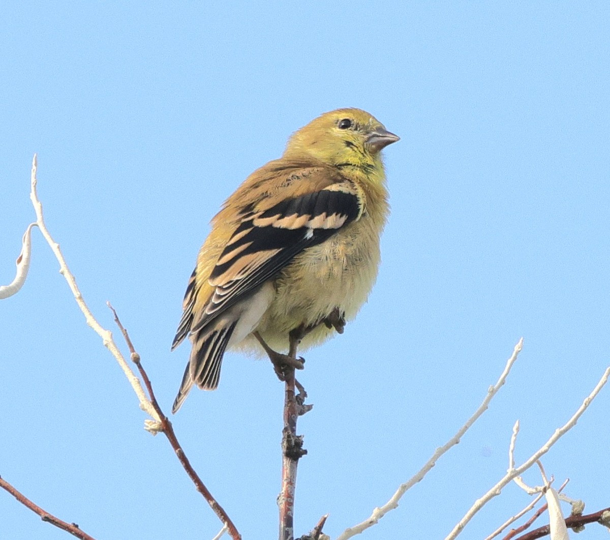 American Goldfinch - ML642055933